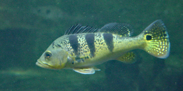 Cichla ocellaris (Aquarium de la Porte Dorée, Paris, mars 2004)