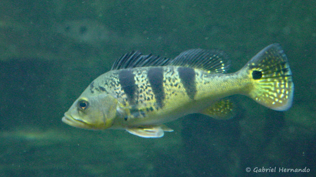 Cichla ocellaris (Aquarium de la Porte Dorée, Paris, mars 2004)