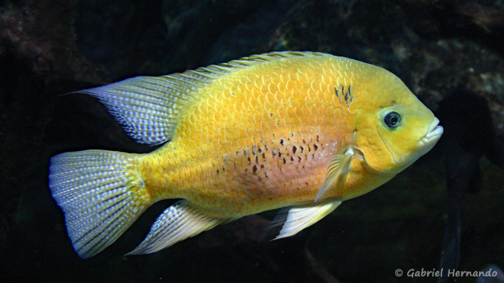 Cincelichthys bocourti (Aquarium du Palais de la Porte Dorée, décembre 2004)