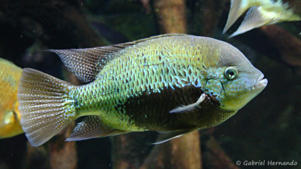 Cincelichthys pearsei (Aquarium du Palais de la Porte Dorée, décembre 2004)