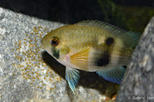 Cleithracara maronii avec ses œufs (club aquariophile de Vernon, juin 2004)