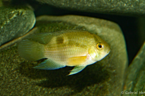Cleithracara maronii (club aquariophile de Vernon, juin 2004)