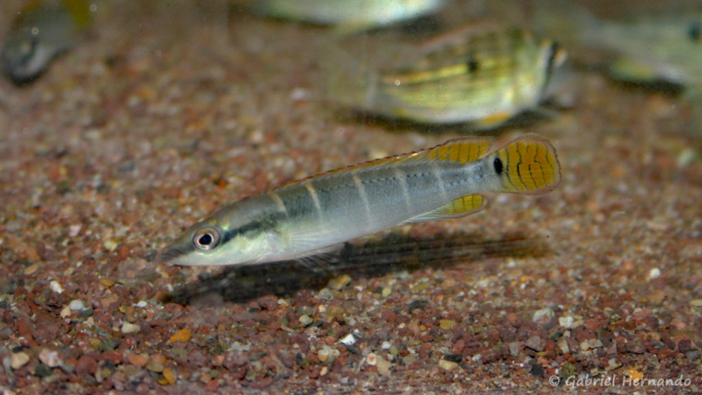 Crenicichla compressiceps, variété du Rio Tocantins, Brésil (Vichy, congrès AFC 2005)