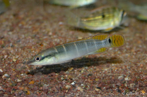 Crenicichla compressiceps, variété du Rio Tocantins, Brésil (Vichy, congrès AFC 2005)