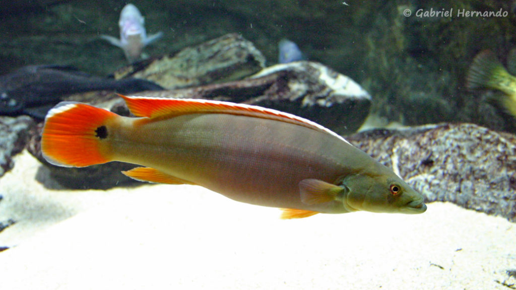 Crenicichla sp. "Xingu", femelle (Aquarium du palais de la Porte Dorée, décembre 2004)