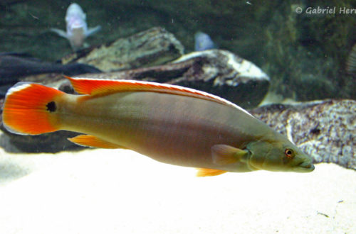 Crenicichla sp. "Xingu", femelle (Aquarium du palais de la Porte Dorée, décembre 2004)