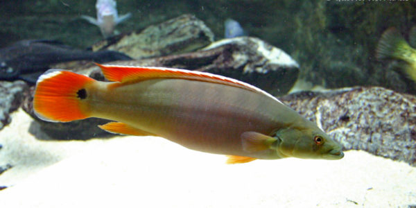 Crenicichla sp. "Xingu", femelle (Aquarium du palais de la Porte Dorée, décembre 2004)
