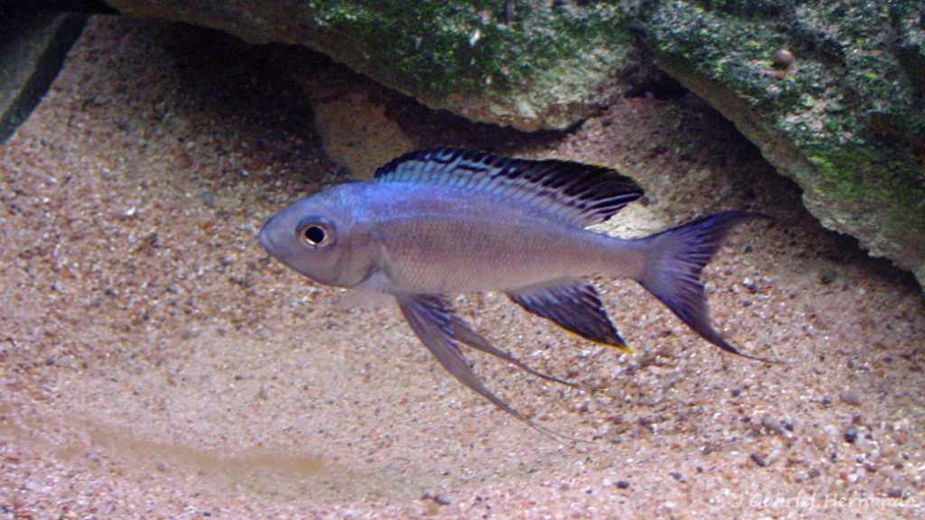 Cyathopharynx furcifer (Saint-Malo, aquarium intra muros, février 2002