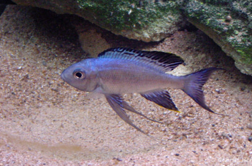 Cyathopharynx furcifer (Saint-Malo, aquarium intra muros, février 2002
