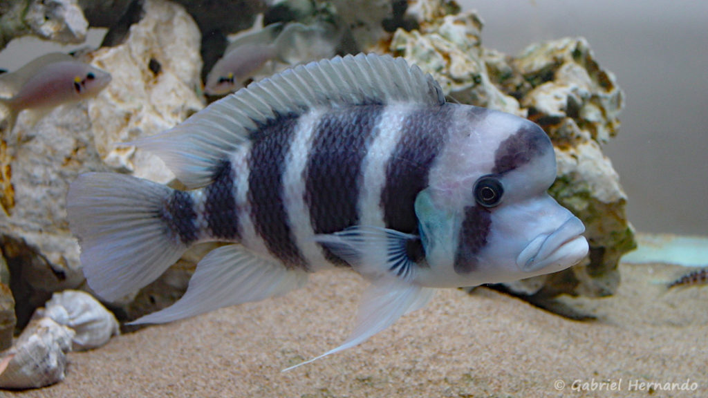 Cyphotilapia sp. "Nord" (Club aquariophile de Vernon, septembre 2002)