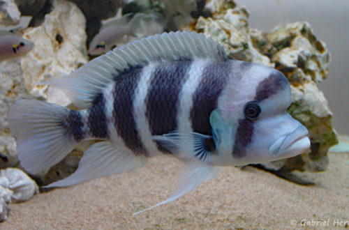 Cyphotilapia sp. "Nord" (Club aquariophile de Vernon, septembre 2002)