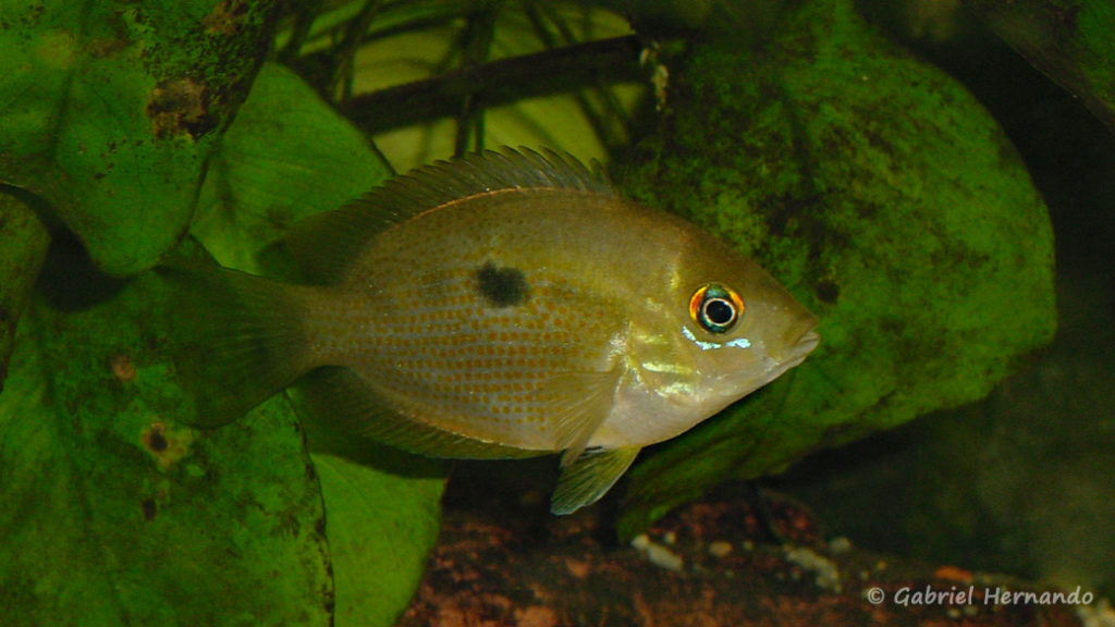 Etroplus maculatus (Club aquariophile de Vernon, juillet 2003)