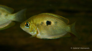 Pseudetroplus maculatus (Club aquariophile de Vernon, juin 2004)