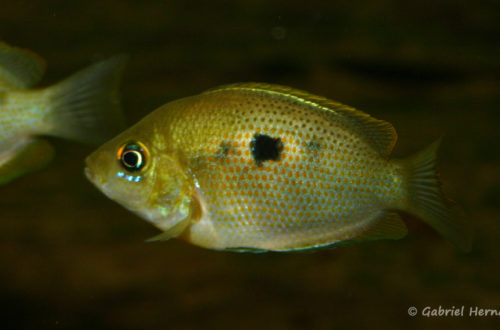 Pseudetroplus maculatus (Club aquariophile de Vernon, juin 2004)