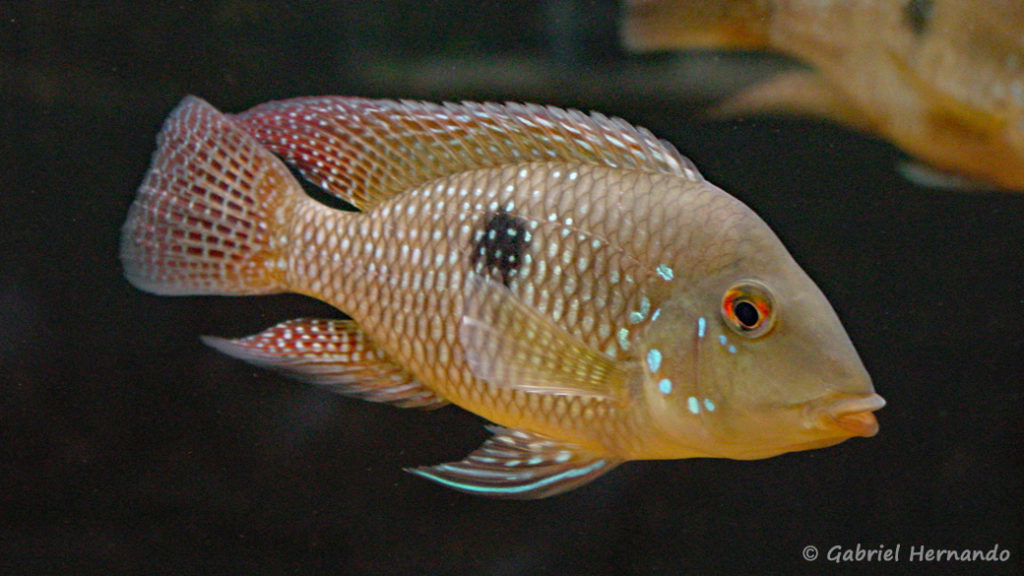 Geophagus cf. brasiliensis (Club aquariophile de Vernon, juillet 2003)