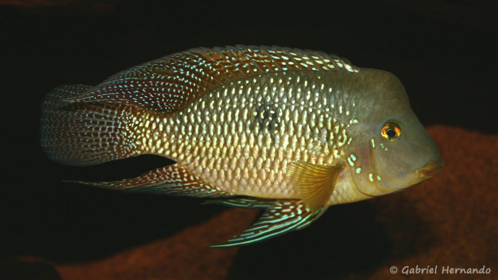 Geophagus cf. brasiliensis (Club aquariophile de Vernon, Juin 2004)