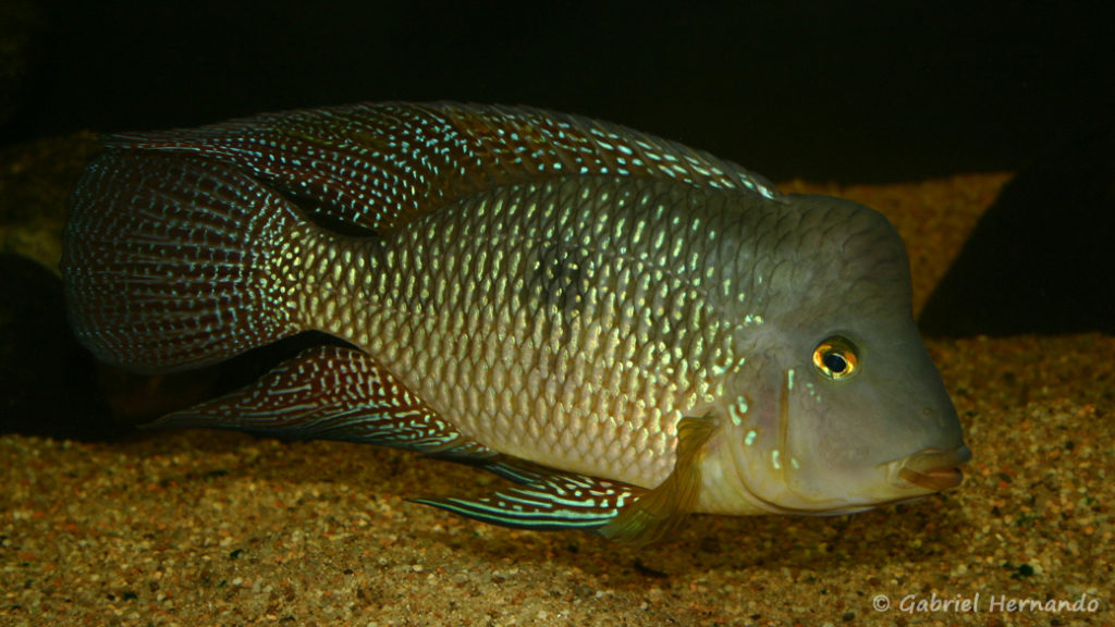 Geophagus cf. brasiliensis (Club aquariophile de Vernon, Juin 2004)