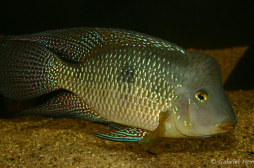 Geophagus cf. brasiliensis (Club aquariophile de Vernon, Juin 2004)