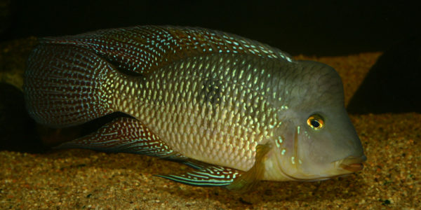 Geophagus cf. brasiliensis (Club aquariophile de Vernon, Juin 2004)
