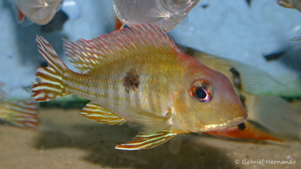 Geophagus sp. "Red Head Tapajos" (Verduijn Cichlids, mars 2006)