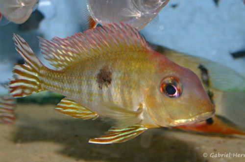 Geophagus sp. "Red Head Tapajos" (Verduijn Cichlids, mars 2006)