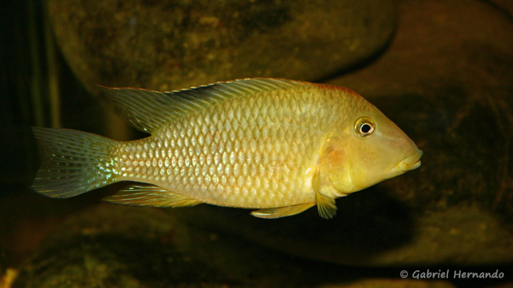 Geophagus steindachneri (Club Aquariophile de Vernon, juin 2004)