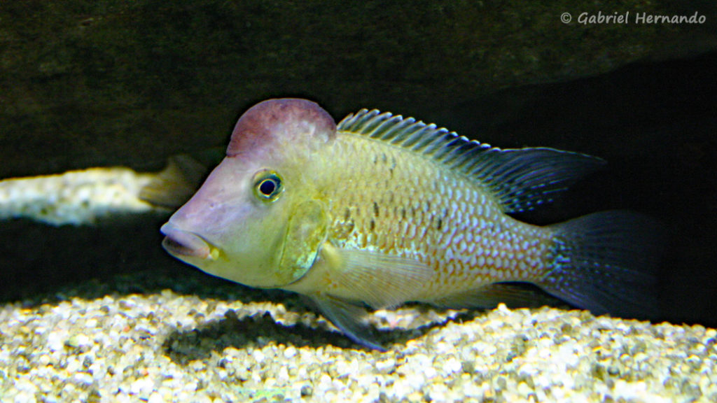 Geophagus steindachneri (Aquarium de la Porte Dorée, décembre 2004)