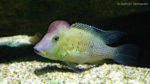 Geophagus steindachneri (Aquarium de la Porte Dorée, décembre 2004)