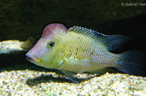 Geophagus steindachneri (Aquarium de la Porte Dorée, décembre 2004)