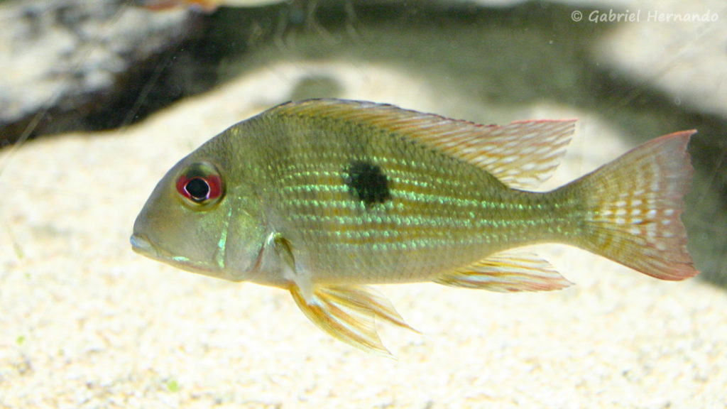 Geophagus surinamensis (Aquarium du Palais de la Porte Dorée, décembre 2004)