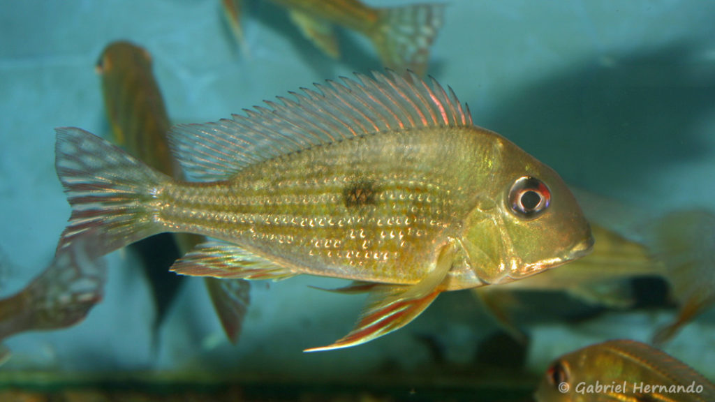 Geophagus surinamensis (Verduijn Cichlids, mars 2006)