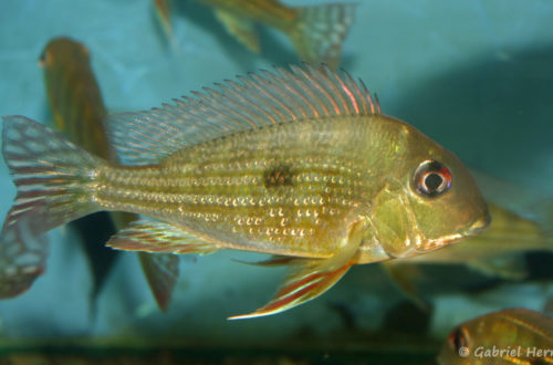 Geophagus surinamensis (Verduijn Cichlids, mars 2006)