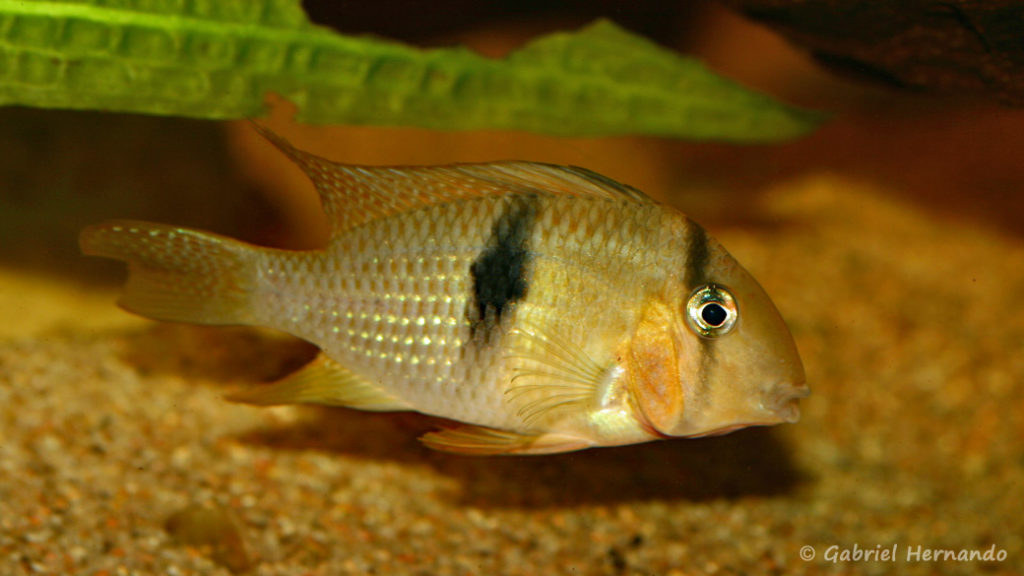 Guianacara owroewefi, variété de Grand Laussat, Guyane (local de Steve et Jérôme, décembre 2008)