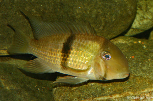 Guianacara owroewefi (Club aquariophile de Vernon, septembre 2008)