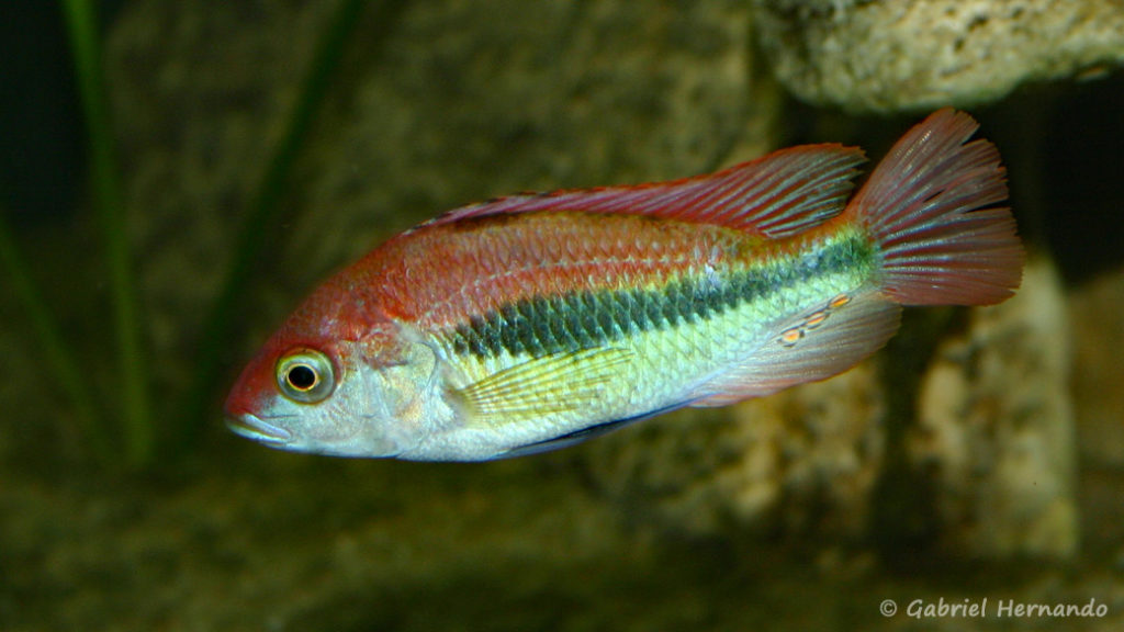 Haplochromis sp. "Flameback" (Club aquarioiphile de Vernon, juin 2004)