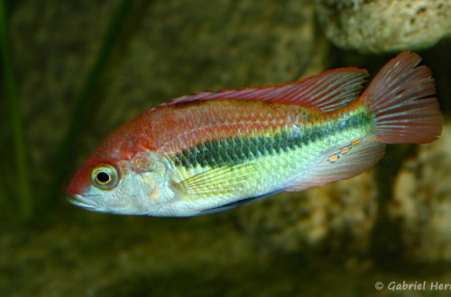 Haplochromis sp. "Flameback" (Club aquarioiphile de Vernon, juin 2004)