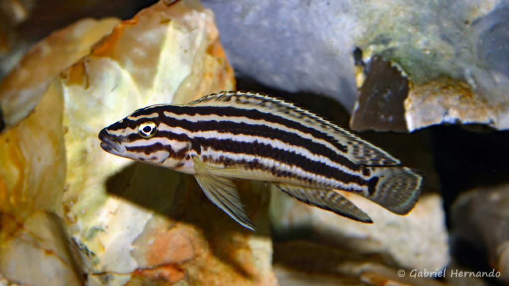 Julidochromis regani, du Burundi (chez Gilles Garrier, décembre 2006)