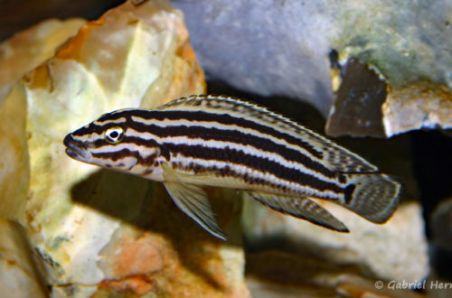 Julidochromis regani, du Burundi (chez Gilles Garrier, décembre 2006)