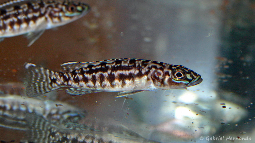 Lepidiolamprologus kendalli (Vichy, congrès AFC 2004)