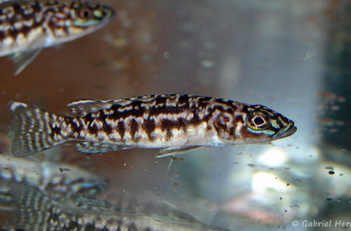 Lepidiolamprologus kendalli (Vichy, congrès AFC 2004)