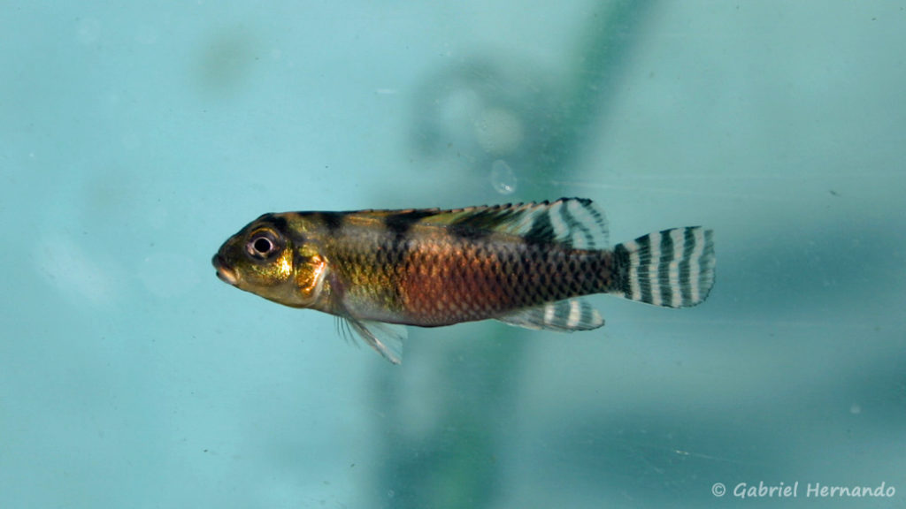 Nanochromis transvestitus (Verduijn Cichlids, mars 2005)