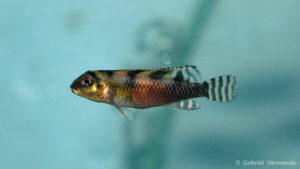 Nanochromis transvestitus (Verduijn Cichlids, mars 2005)