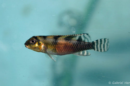 Nanochromis transvestitus (Verduijn Cichlids, mars 2005)