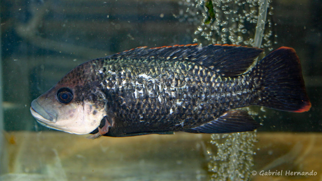 Oreochromis mossambicus  (Vichy, congrès AFC 2007)