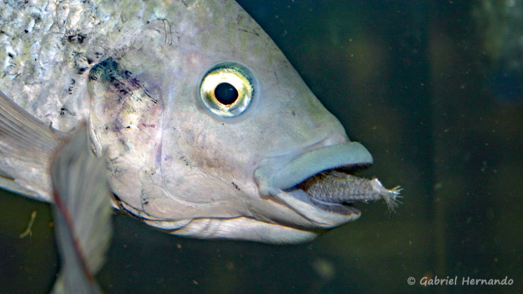 Oreochromis mossambicus (Vichy, congrès AFC 2007)