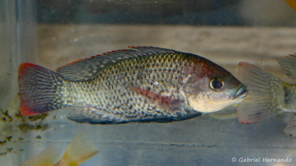 Oreochromis mossambicus (Vichy, congrès AFC 2005)