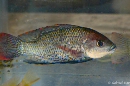Oreochromis mossambicus (Vichy, congrès AFC 2005)
