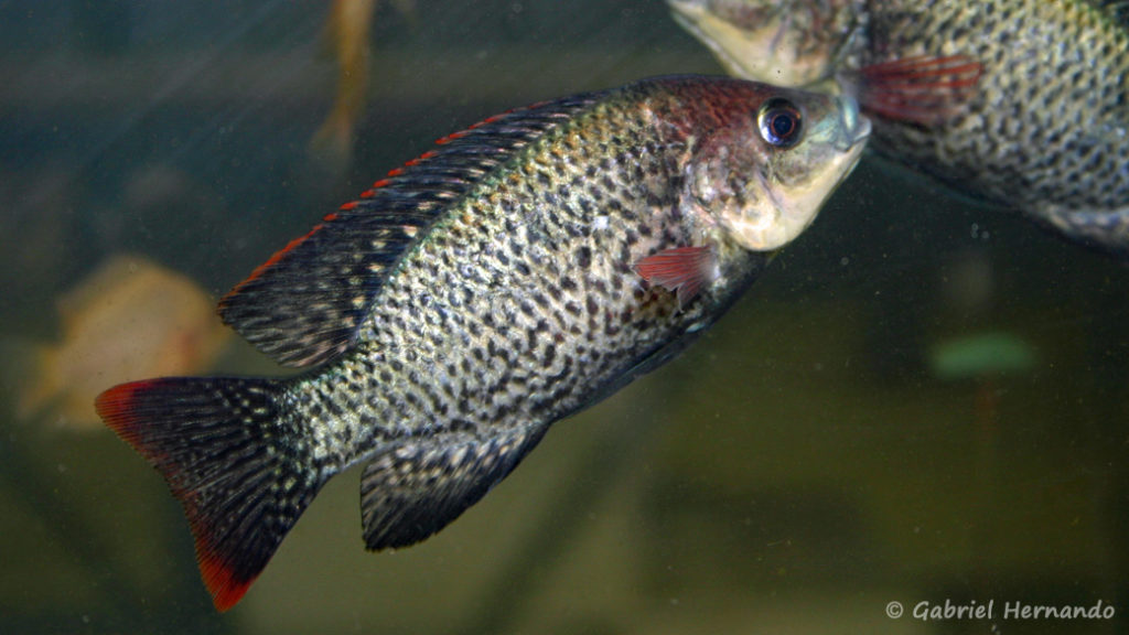 Oreochromis mossambicus (Vichy, congrès AFC 2005)