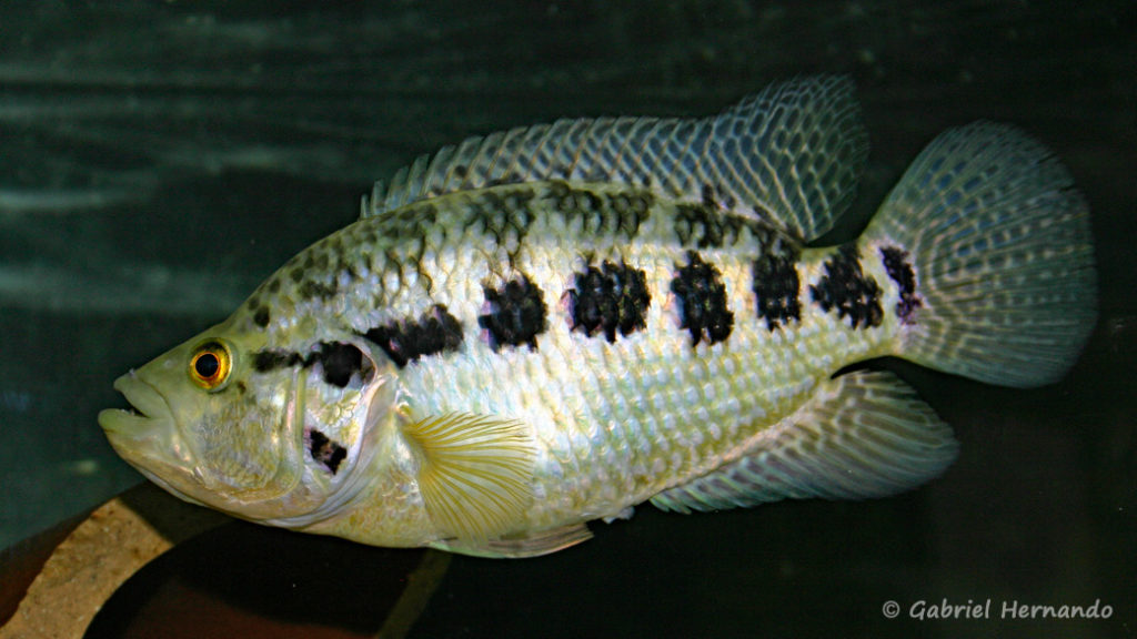 Parachromis managuensis (Club aquariophile de Vernon, juin 2004)