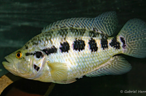 Parachromis managuensis (Club aquariophile de Vernon, juin 2004)